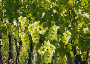 recettes faciles à faire avec les enfants